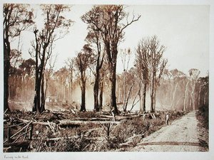 Seventy-Mile Bush