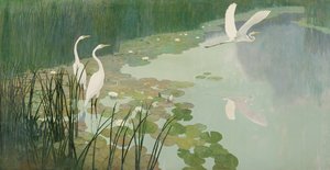 Reigers in de Zomer