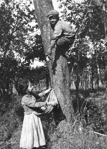 Een jongetje in een fruitboom plukt fruit voor een meisje, Molise