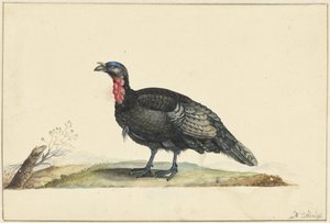 Vogel met zwarte veren en een rode krop, staande, naar links door Nicolaas Struyk