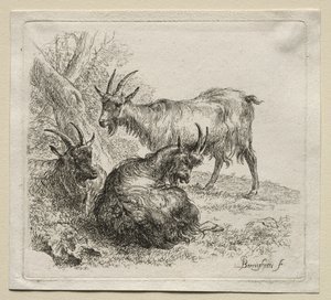 Animalia: Drie Geiten