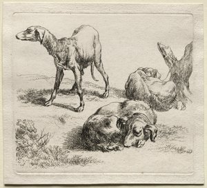 Animalia: Drie Jachthonden