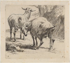 Twee Schapen, Eén Plassend