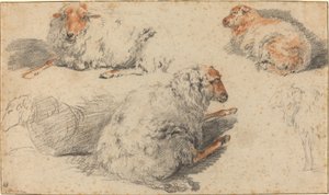 Schapen