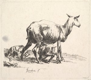Schaap met zogend lam
