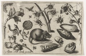Bloemen, een muis, insecten en een mossel