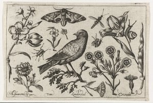 Bloemen, insecten, nachtpauwoog en een kraai door Nicolaes de Bruyn (possibly)