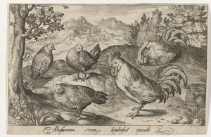 Drie kippen en twee hanen Vogels en insecten (serietitel) door Nicolaes de Bruyn