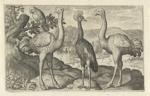 Kroonkraanvogel tussen twee struisvogels door Nicolaes de Bruyn