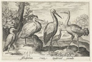 Ooievaar, kraanvogel, reiger en lepelaar door Nicolaes de Bruyn