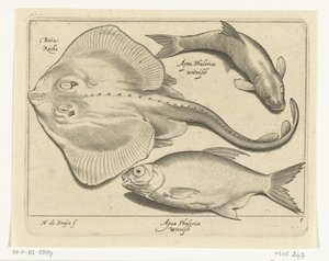 Rog, brasem en witvis door Nicolaes de Bruyn