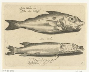 Schelvis en snoek