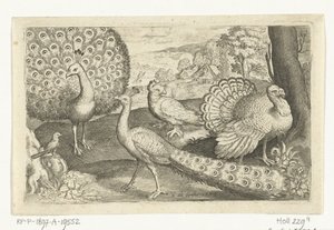 Twee pauwen en kalkoen door Nicolaes de Bruyn