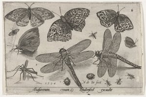 Vlinders en libellen door Nicolaes de Bruyn
