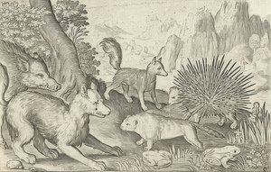 Wild zwijn, vossen, bevers, stekelvarken en kikkers