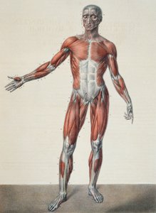Anatomie van het menselijk lichaam, uit 