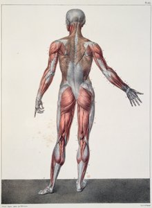Anatomie van het Menselijk Lichaam, uit 