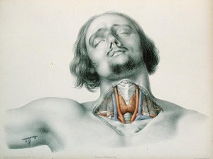 Dwarsdoorsnede van de keel, uit 