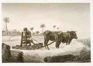 Oogsten van maïs, uit Volume II Arts and Trades van 