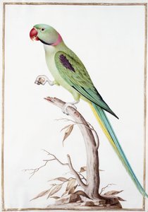 Alexandrijnse Parkiet door Nicolas Robert