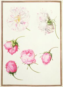 Zes Hoofden van Oude Mode Rozen door Nicolas Robert