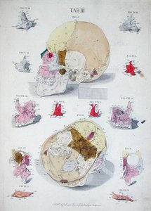 Botten van de schedel, uit 