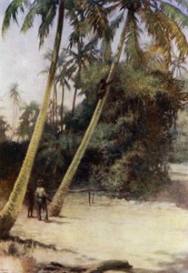 Salomonseiland Jongen klimt naar groene kokosnoten, nabij Gavutu, Nieuw Florida door Norman Hardy