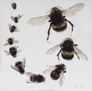 Bombus, 2015 (acryl op gegessuurd hout)