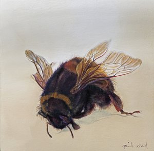 Bombus terrestris 10, 2013 (acryl op hout)