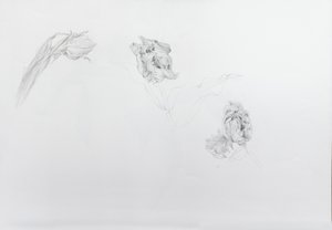 Estella rijnveld 1, 2013 (potlood op patroonpapier)