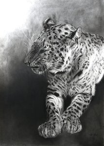 Panthera pardus 2, 2009 (houtskool  conte op Fabriano-papier) door Odile Kidd