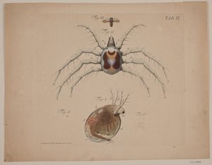 Insecten. Plaat II uit Zoölogisch Werk door Odvardt Helmoldt de Lode