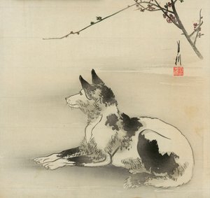 Zwart-witte hond