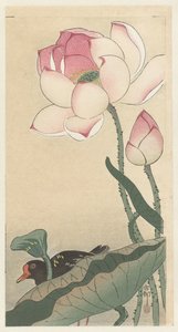 Gallinule met lotus bloemen