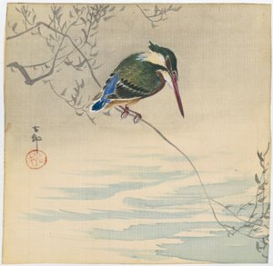 IJsvogel