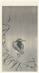 Kwak in regen