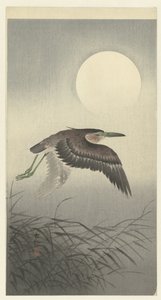 Reiger bij volle maan