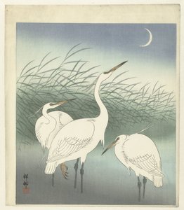 Reigers in ondiep water