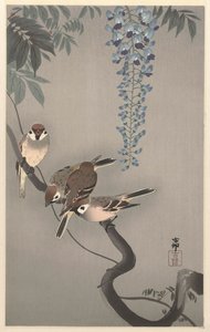 Ringmussen bij wisteria door Ohara Koson