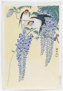 Zwaluwen en Wisteria