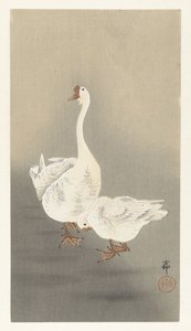 Twee ganzen