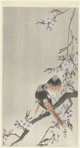 Twee siegelroodstaarten met kersenbloesem door Ohara Koson