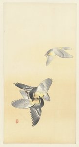 Twee vechtende vogels