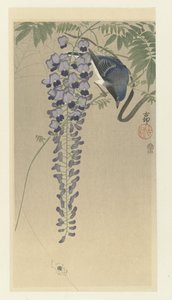 Vliegenvanger bij wisteria door Ohara Koson