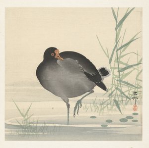 Waterhoen door Ohara Koson