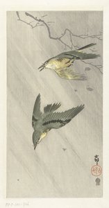 Zangvogels in regen