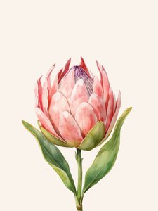 Roze proteabloem door Ohkimiko