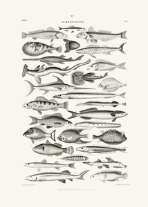 Sealife I door Oliver Goldsmith