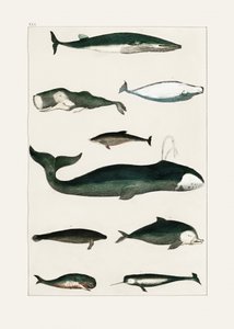Vintage poster met een walvis door Oliver Goldsmith