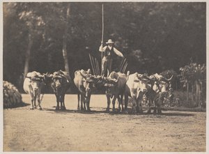 Zes ossen met hun bestuurder, ca. 1853